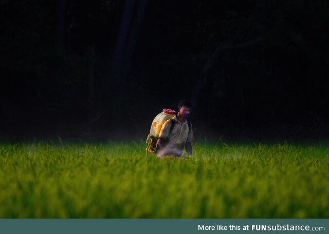 Man working in a paddy field at the countryside of Tamil Nadu. India