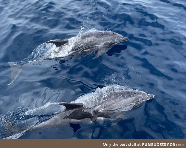 Went whale watching in California last week and took probably the best picture of my life