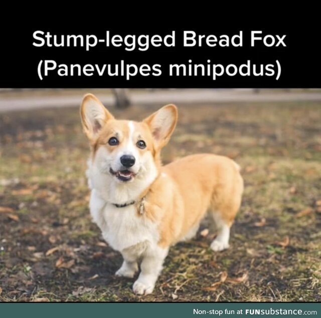 I now will only call Corgis a Stump Leg Breadfox