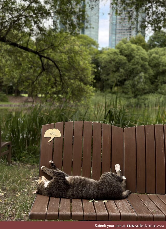 A cat I found in the Seoul Forest Park, while in holiday