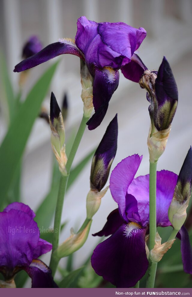 [OC] purple flowers
