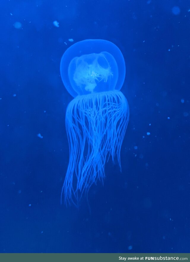 Just a cute lil jelly friend
