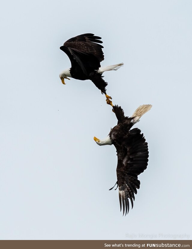 A pair of eagles interlocked. Been after this shot for years