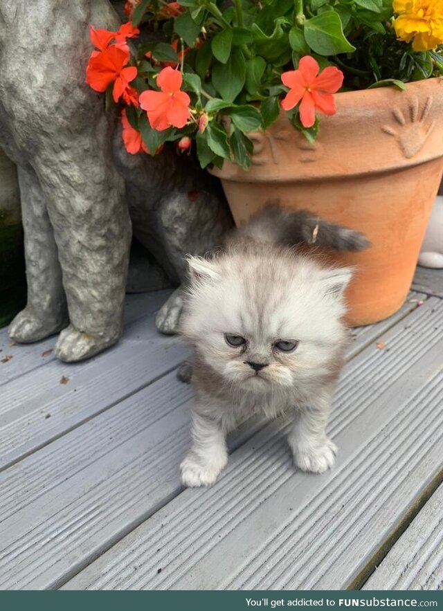Attempt to take a nice kitten photo- Shes already had enough of life