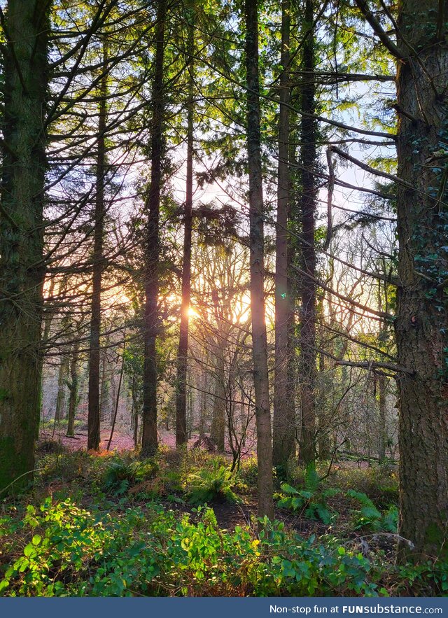 Forest of Dean, Gloucestershire, UK
