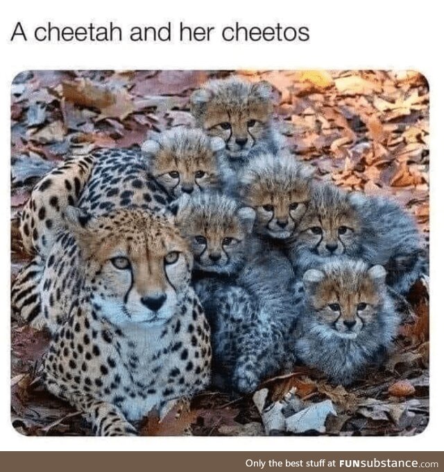 The Father Must Be Chester Cheetah