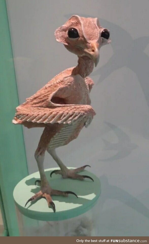 Featherless owl