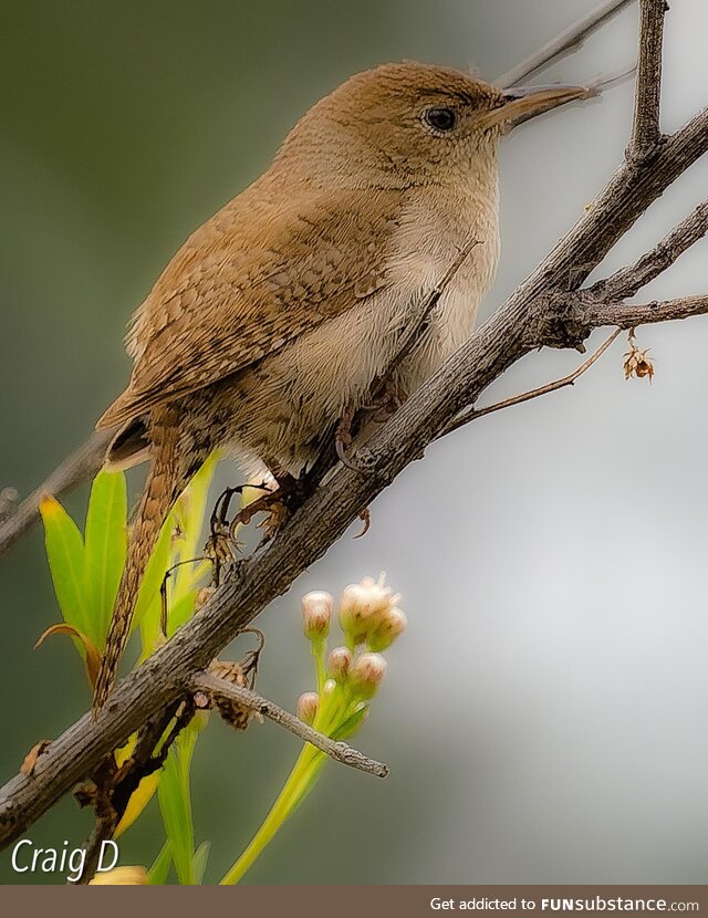 House Wren [oc]