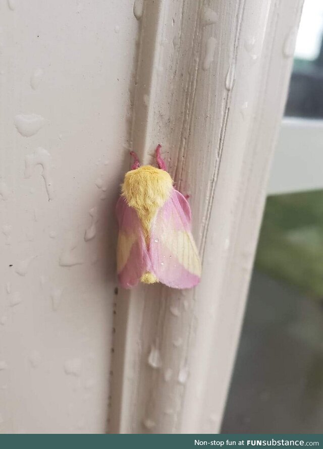 This is a maple moth. Its pretty