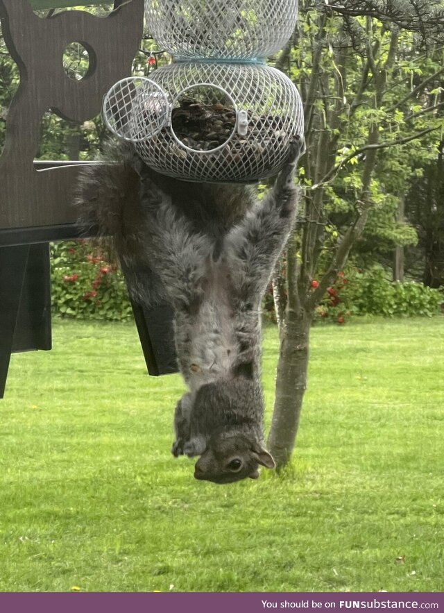 Squirrel van Damme