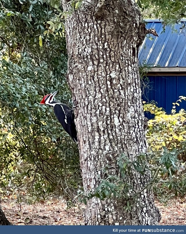 Was on a job site and stumbled across a Pileated Woodpecker. This fella was huge