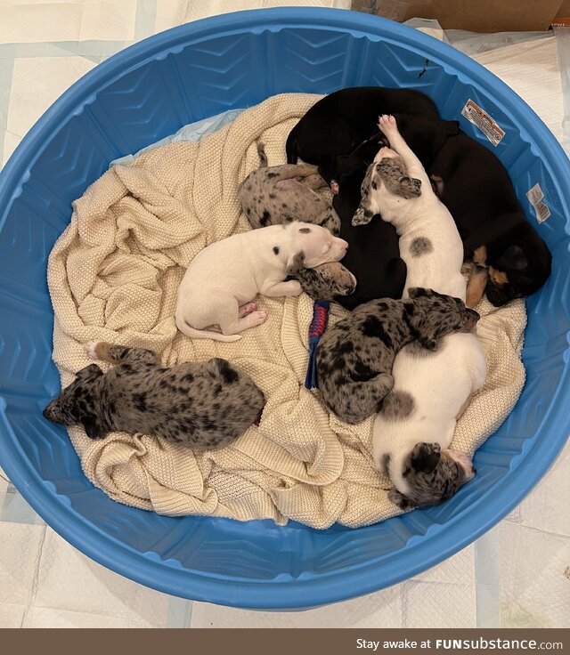 I fostered a pregnant dog so she wouldn’t have her pups in a shelter. Her 9 pups sleep