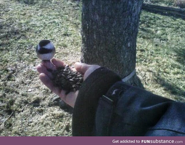 Feeding the chickadees