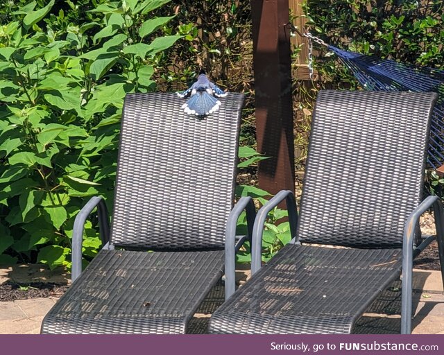 Bluejay laying out beside pool, trying to get a tan