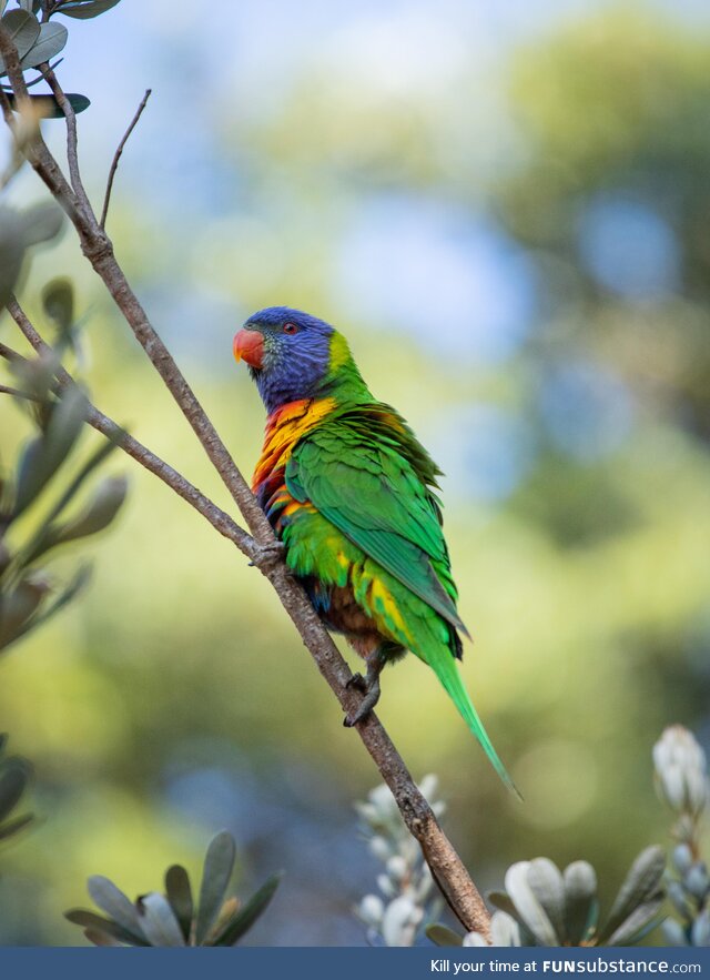 Rainbow Lorikeet, outside my house