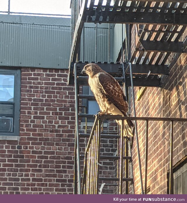 Stopped in my tracks when I saw this majestic bird posted up on the fire escape (East