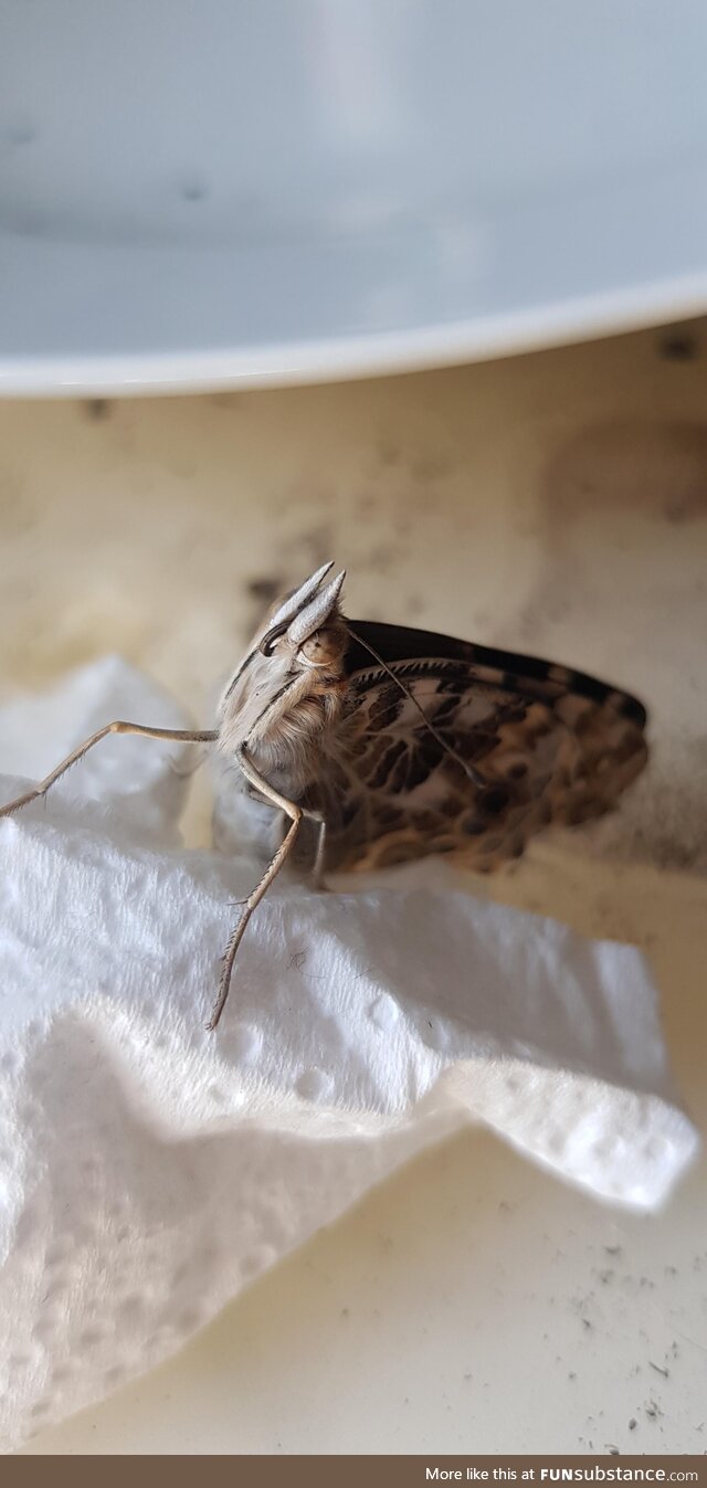 I got some catapillars on amazon a few months back, first butterfly has emerged