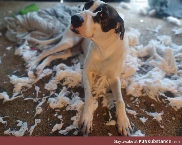 Hmmm, I wonder who destroyed the pillow