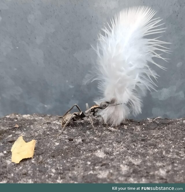 A tiny ant's feathered treasure