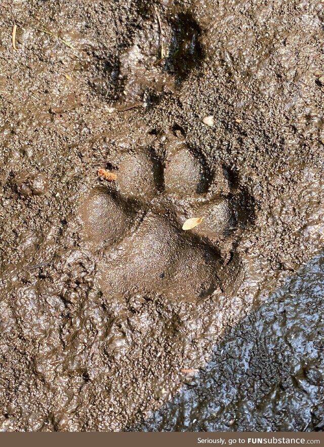 [OC] I took a pic of a paw print. I see it raised. My wife sees it imprinted