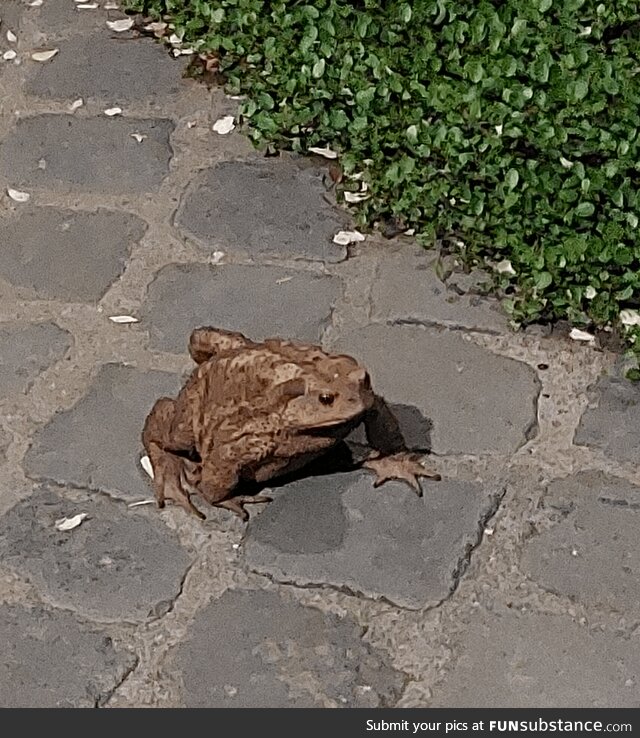 An Absolute Unit on Their Way to Work