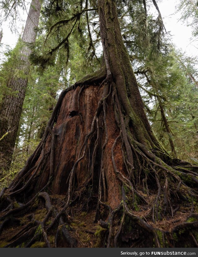 [OC] Tree growing out of its fallen brother