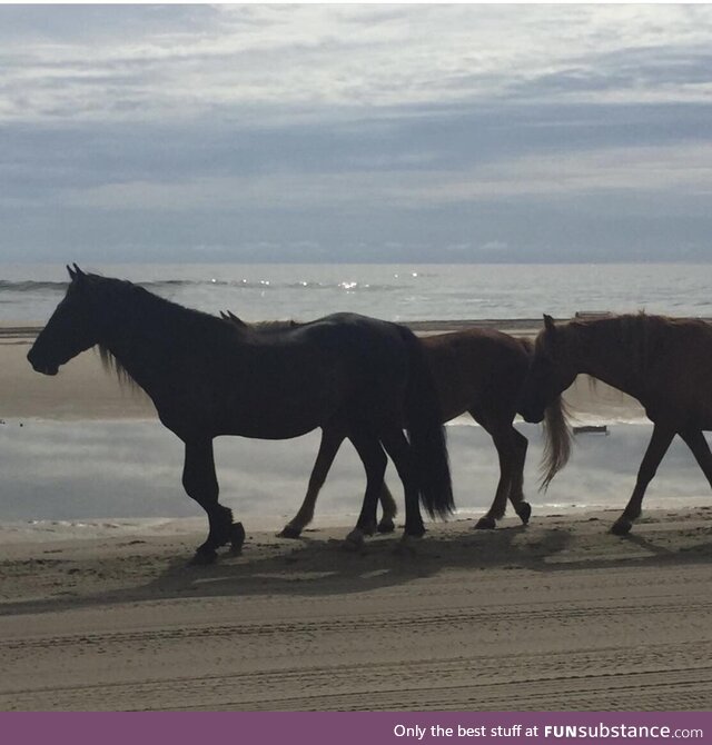 Wild horses in the Outer Banks