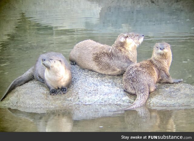 River otters, lamar river, yellowstone national park