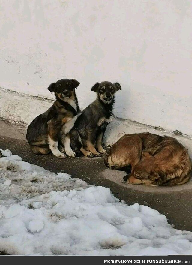 Homeless dogs after earthquake in Turkey. Sad