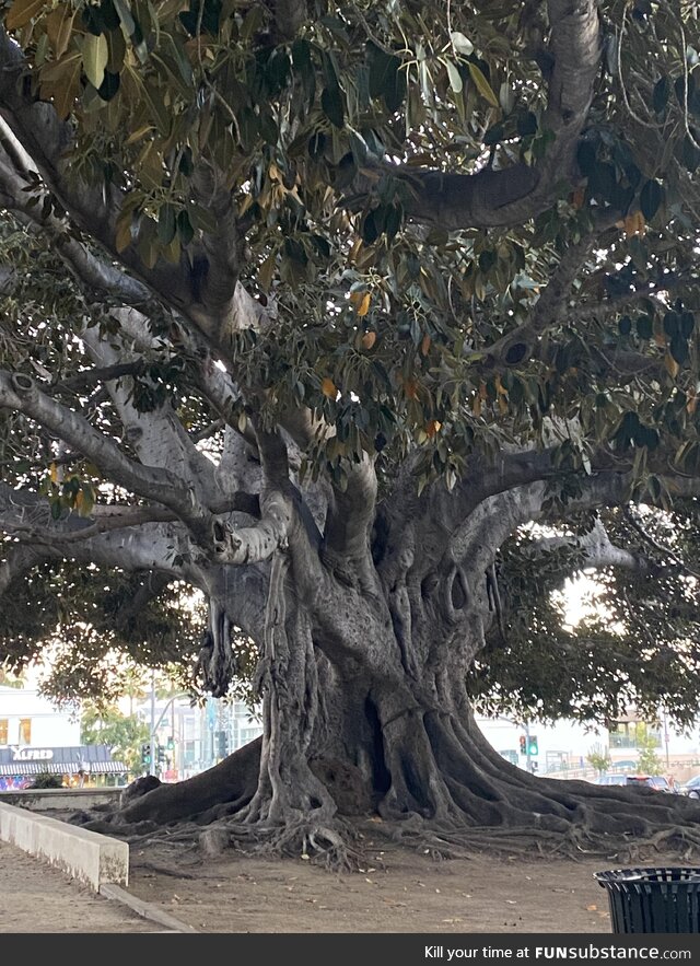 The massive 100 year old Morton Bay Fig tree at Beverly Park (OC)