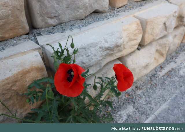 [OC] Illegal to grow in Canada. Growing on the street here in South Korea. The poppy