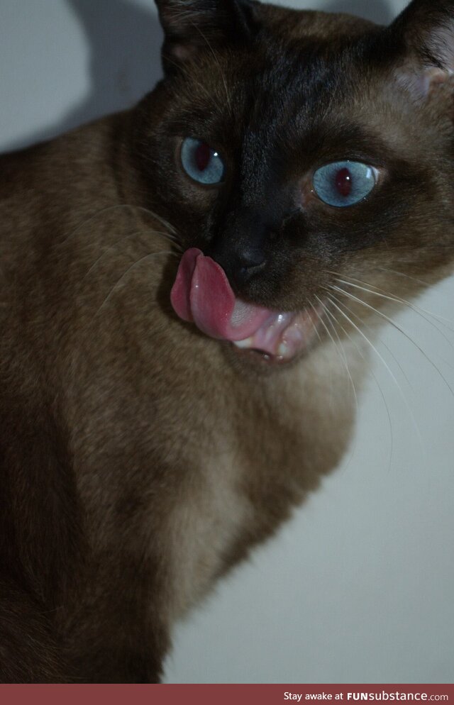 Anúbis, the cat's tongue