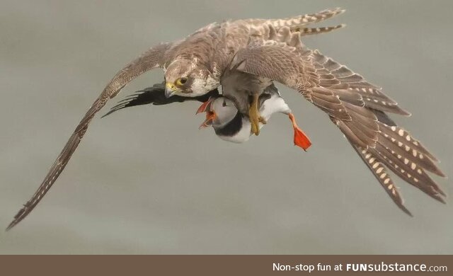 Peregrine falcon grabbing a puffin [Dan Howe/BBC News]