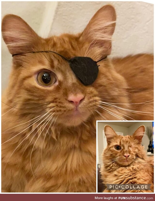 I made my cat an eyepatch and he rocked it