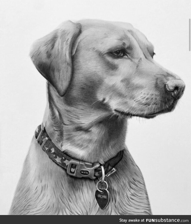 My Recent pencil portrait of a labra dog For my client