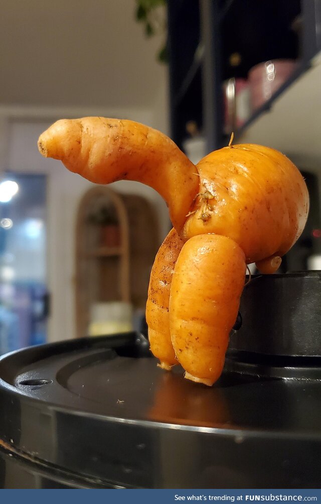 Confident carrot energy. [oc]