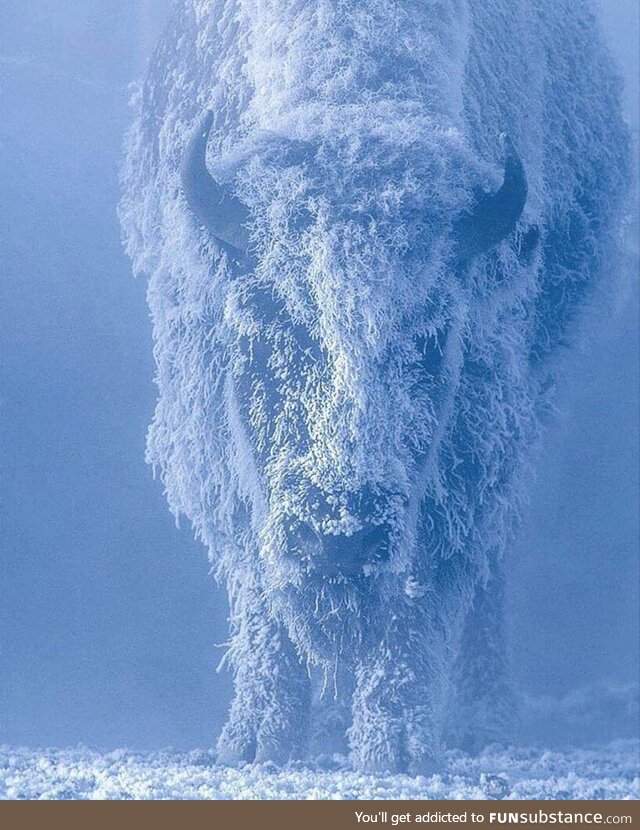 A bison at 35 below zero. Yellowstone National Park, USA. Photo: Tom Murphy