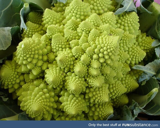 My favorite vegetable, fractal broccoli!