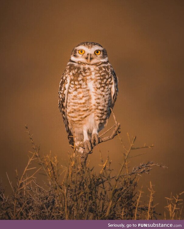 This owl was nice enough to look my way when I was taking its picture