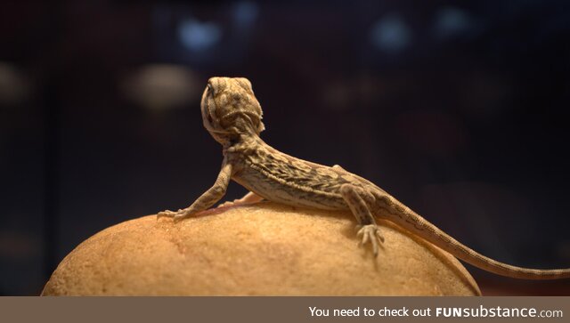 Bearded dragon my brother got for Christmas Mitterrand