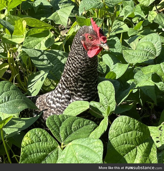 [OC] Chicken in my green bean patch