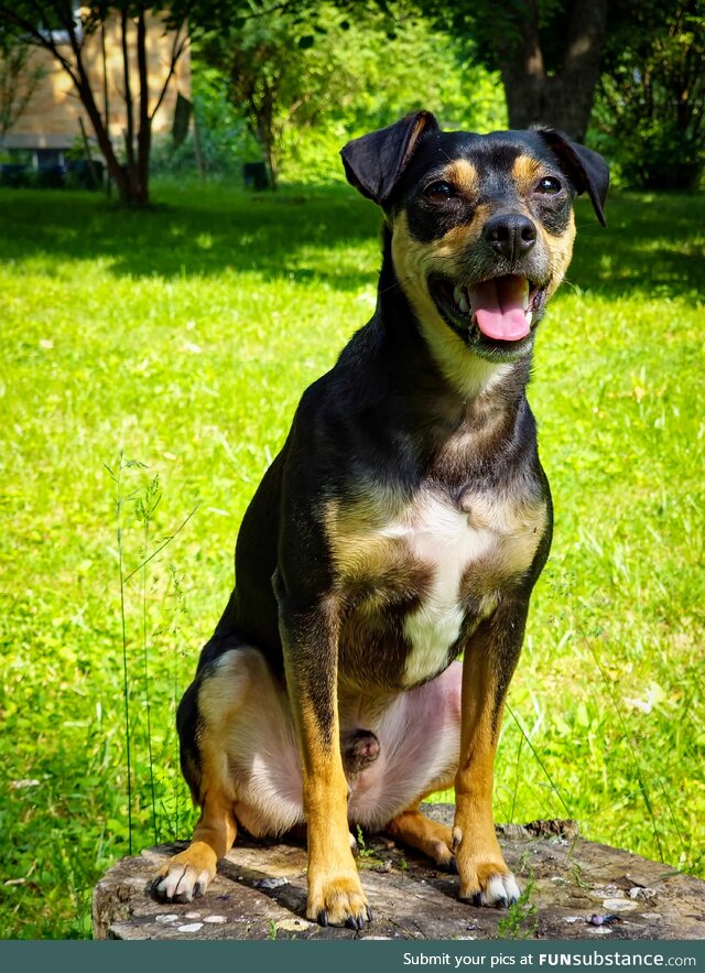 My dog enjoying the sun while we garden