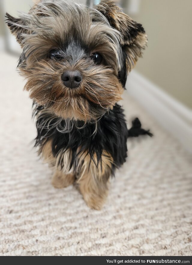 Oh hi, im the cutest dog in the world. 8month of yorkie