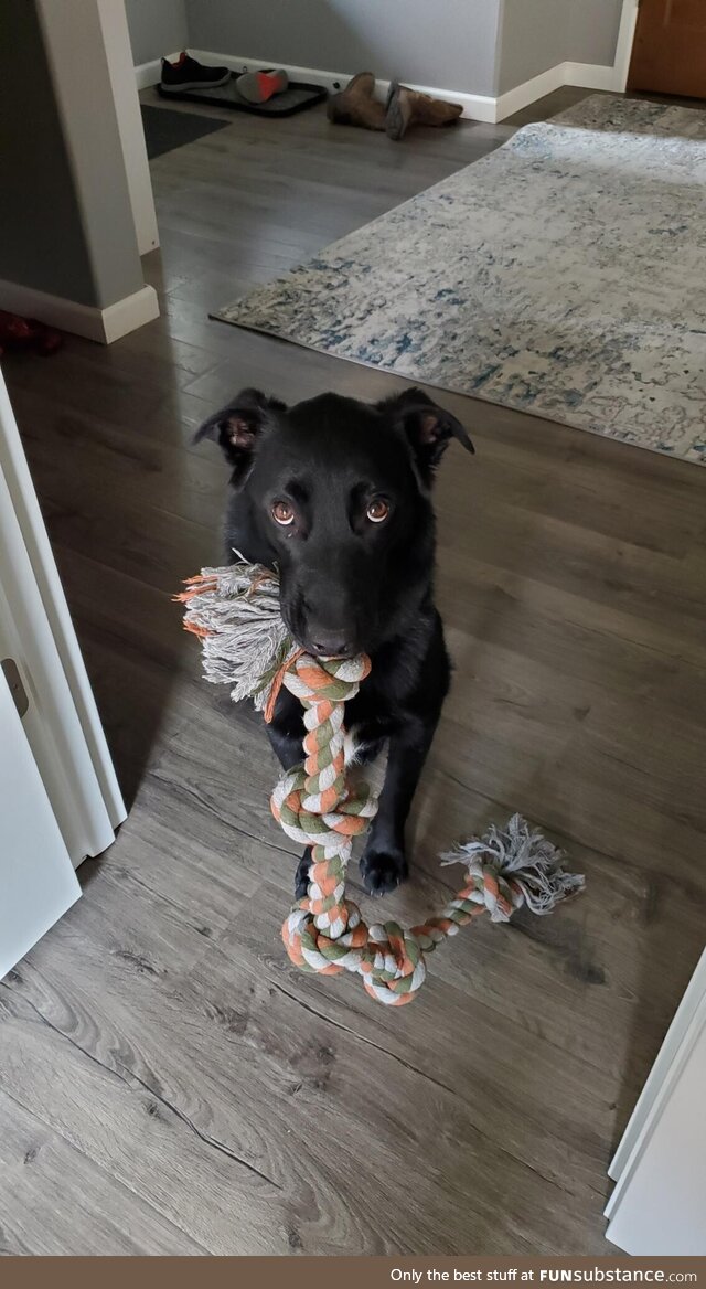 Excuse me, do you have time to play tug?