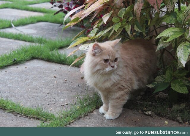 My Cat by my garden