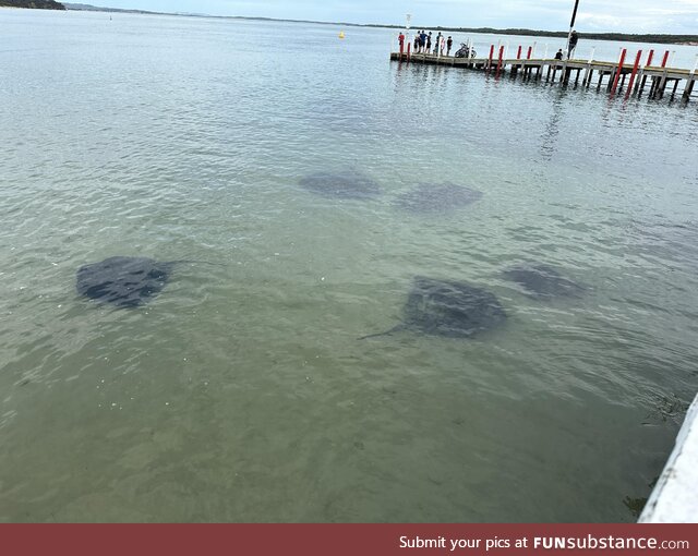 Saw 6 stingrays the other day! (Pic only has 5)