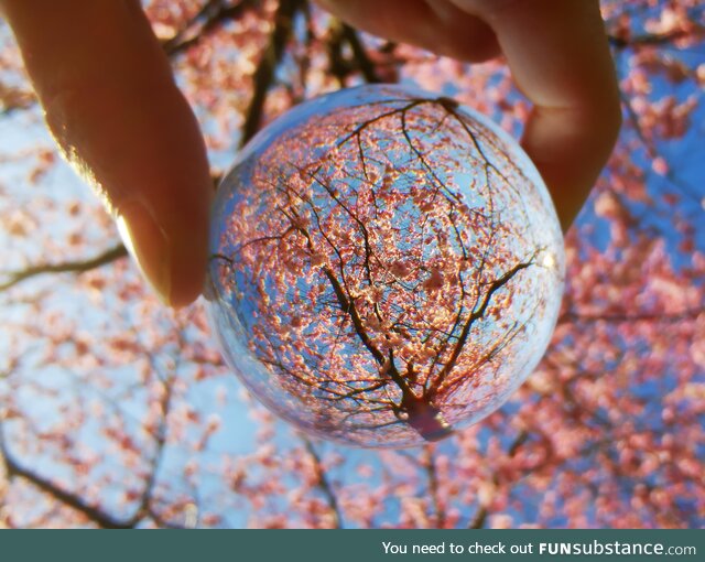 [OC] First cherry blossoms in Dresden through a lensball