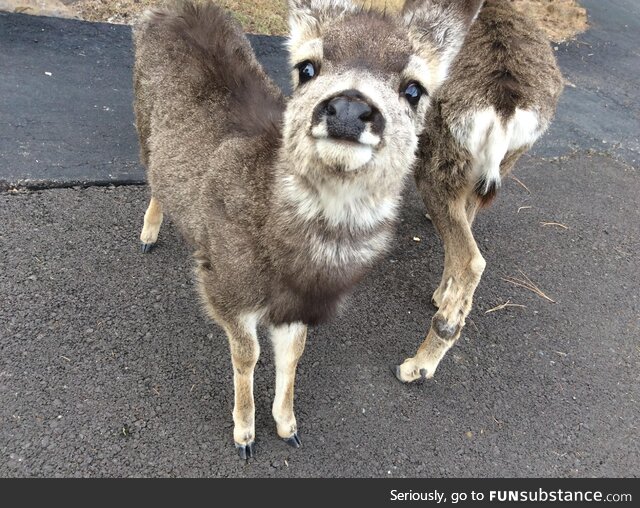 Baby deer photo I’ve been sitting on (2017)