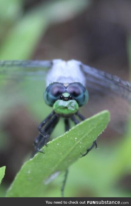 A close up of a dragonfly I took, I love the details (Taken with Canon EOS 2000D, Rebel