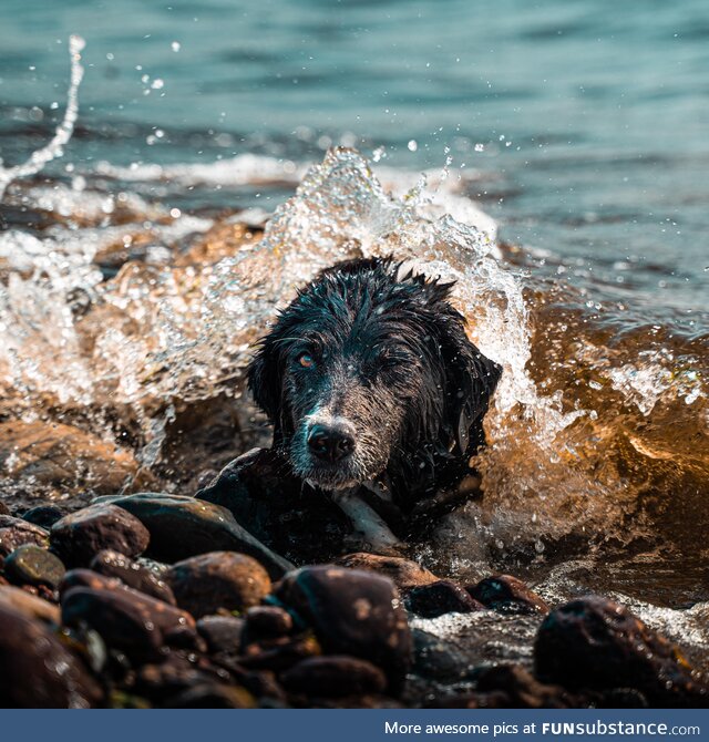 My dog at the beach